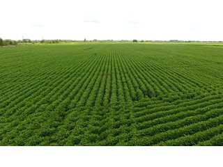 Property photo 16 - LAND AUCTION - 84+/- ACRES IN RUSH COUNTY, INDIANA